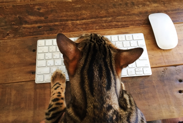 ネットで検索する猫